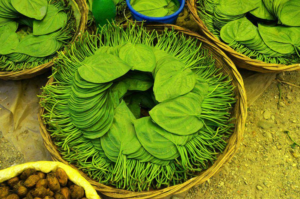 5 Penyakit yang Bisa Diredakan dengan Daun Sirih, Apa Saja?
