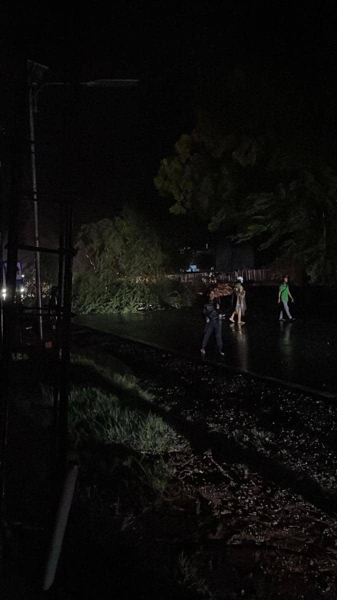Pohon asam londo yang menimpa pengendara motor di Trenggalek. IDN Times/ istimewa