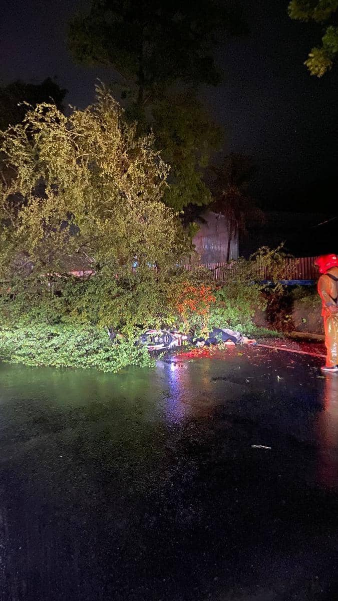 Pohon asam londo yang menimpa pengendara motor di Trenggalek. IDN Times/ istimewa