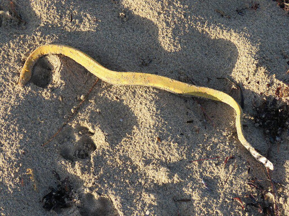 5 Fakta Ular Laut Perut Kuning, Racunnya Menyerang Sistem Saraf