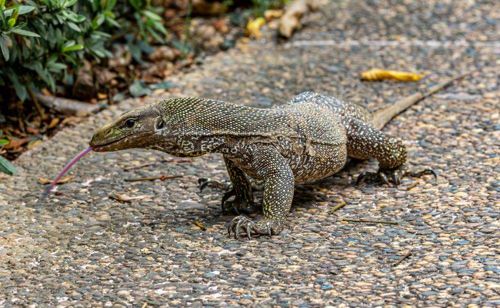 ilustrasi biawak (pexels.com/Erik Karits)