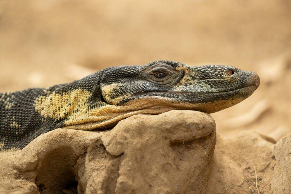 ilustrasi biawak (pexels.com/Miguel Cuenca)