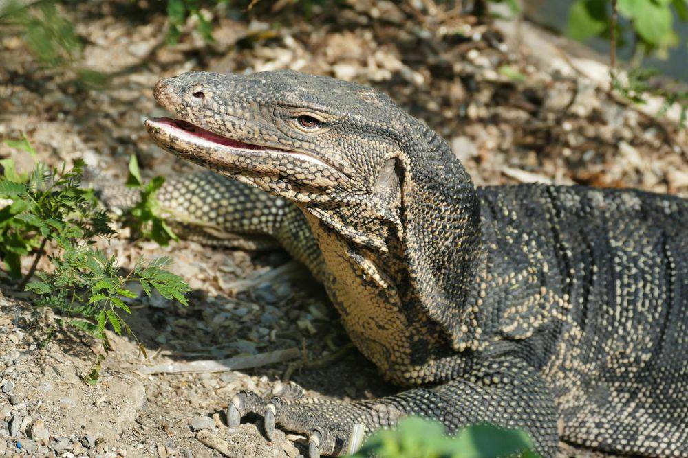 ilustrasi biawak (pexels.com/Picas Joe)