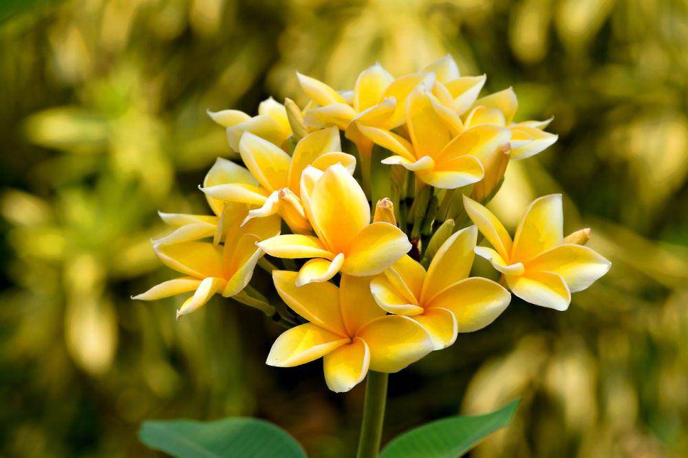 ilustrasi kamboja kuning (pixabay.com/ignartonosbg)