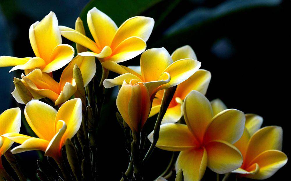 ilustrasi kamboja kuning (pixabay.com/ignartonosbg)