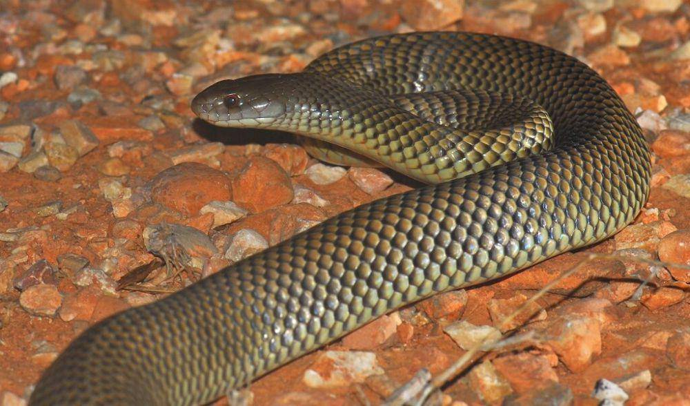 Ular mulga (commons.wikimedia.org/Smacdonald)