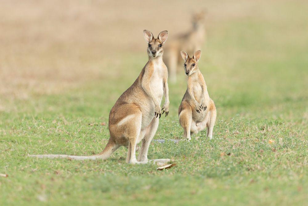 4 Fakta Unik Agile Wallaby, Pola Makannya Sesuai Musim