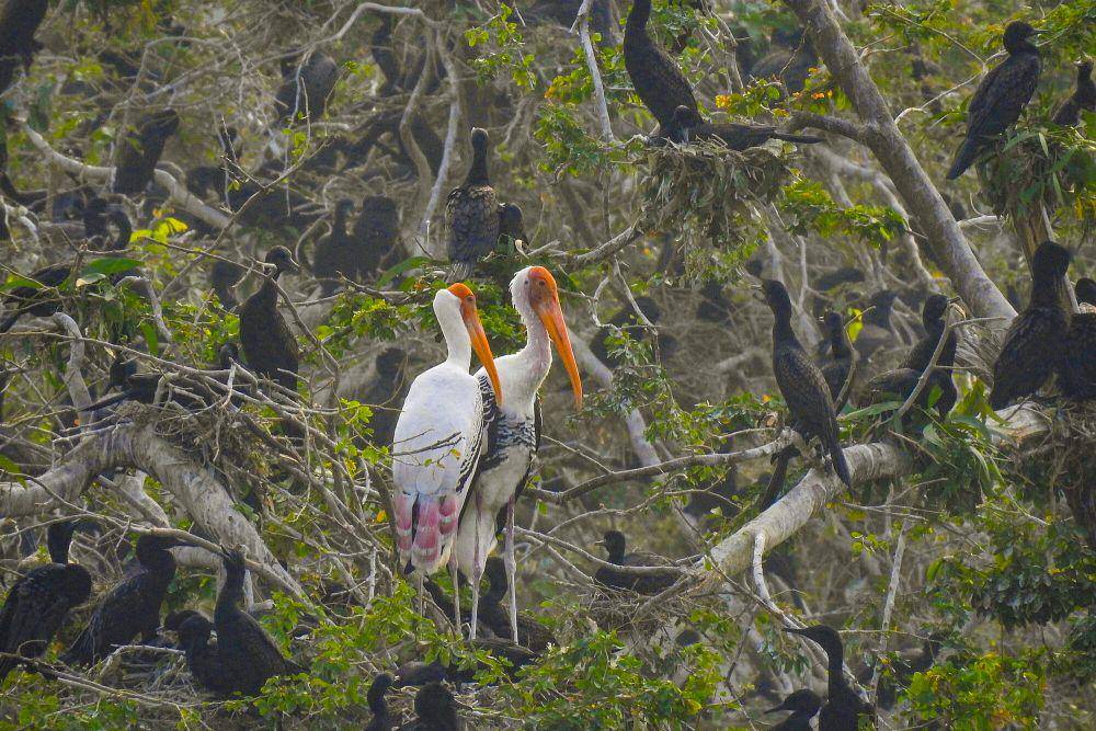Painted stork