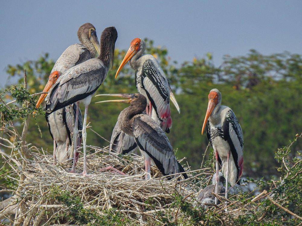Painted stork