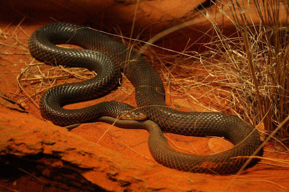 Ular mulga (commons.wikimedia.org/Diego Delso)