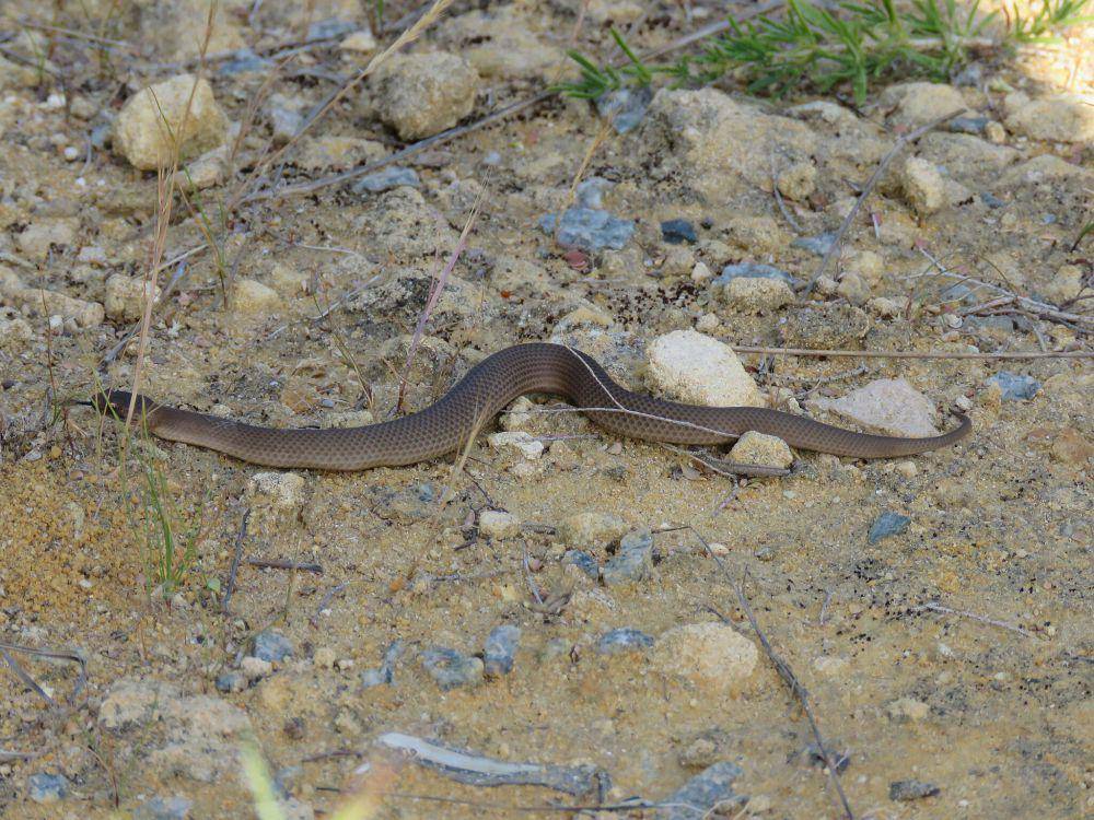Wilayah persebaran ular mulga (commons.wikimedia.org/Calistemon )