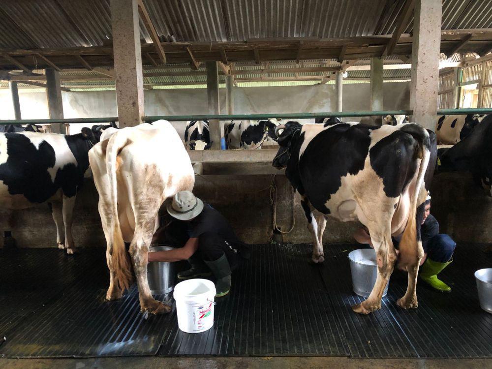 Ini Cerita Peternak Sapi Perah di Kota Batu Soal Penjualan Susu