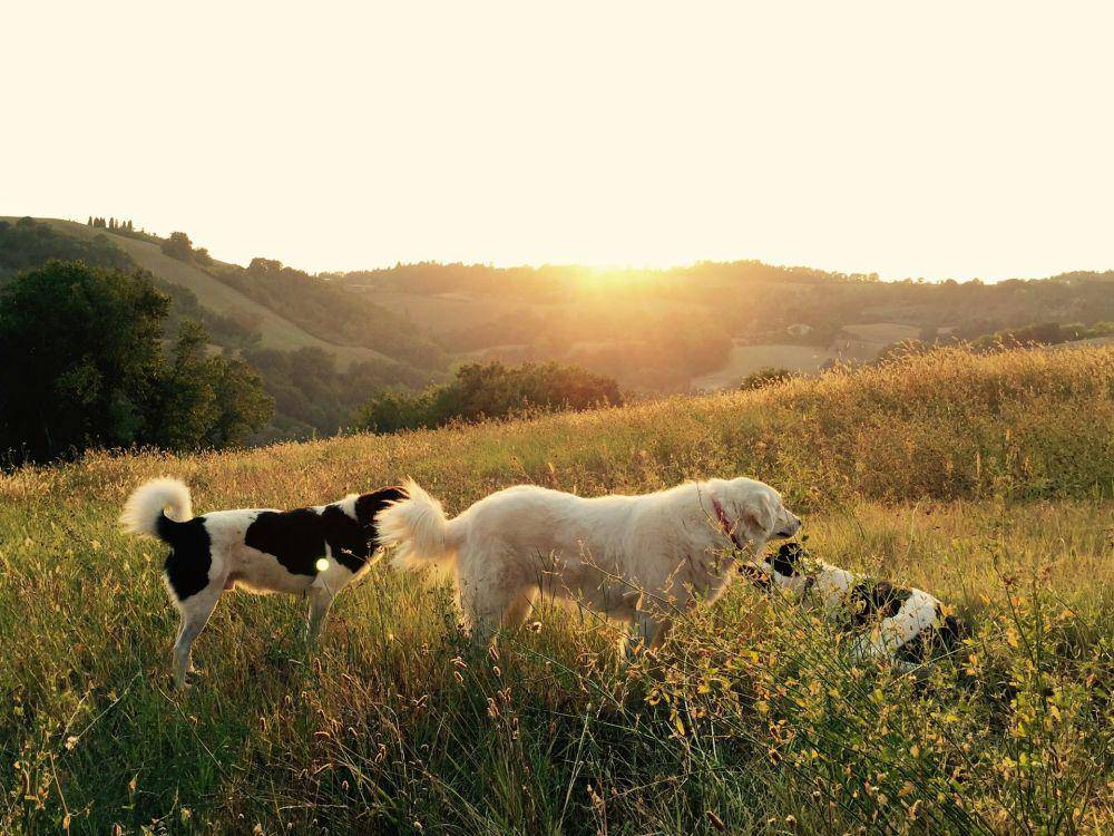 ilustrasi anjing (unsplash.com/al_lucca)