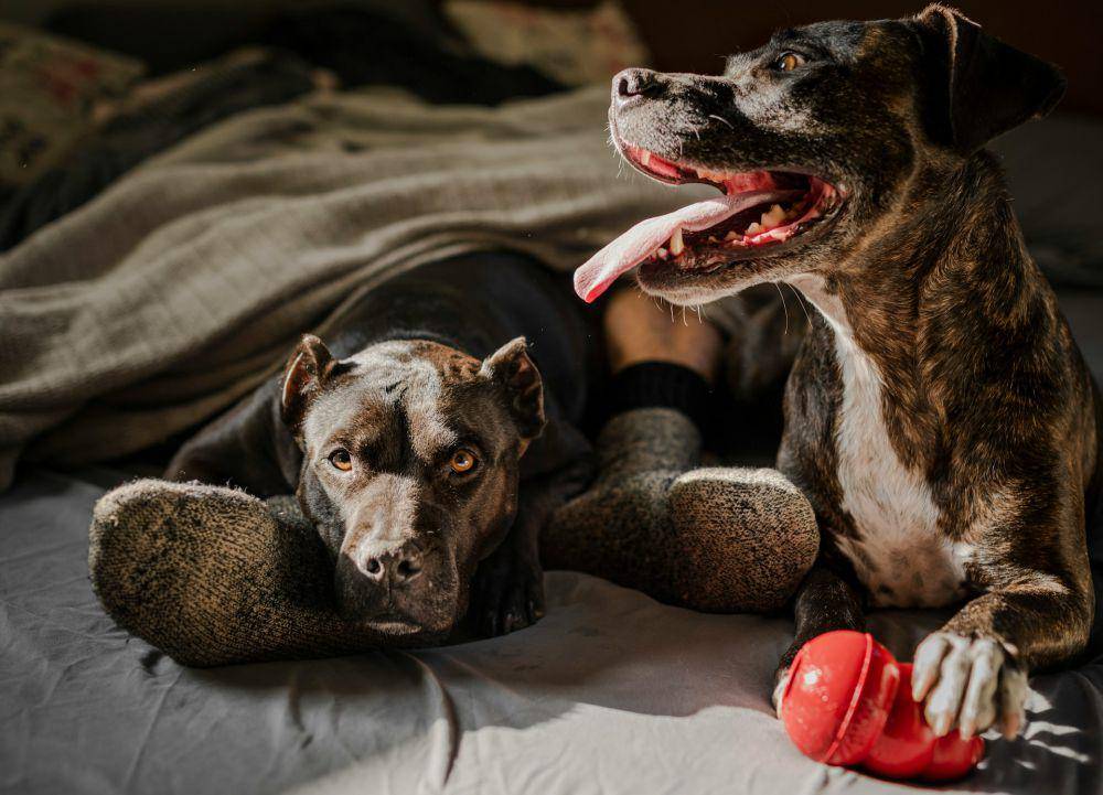 ilustrasi anjing (unsplash.com/chewy)