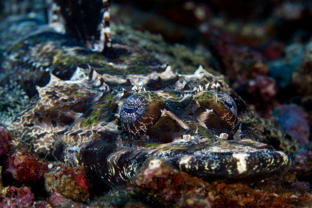 ilustrasi Cymbacephalus beauforti (inaturalist.org/mattdowse)