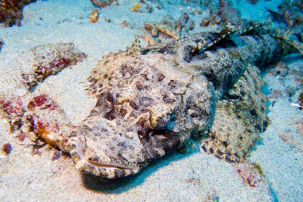 ilustrasi Cymbacephalus beauforti (inaturalist.org/lovelyclemmy)