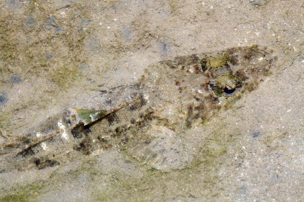 ilustrasi Cymbacephalus nematophthalmus (inaturalist.org/budak)