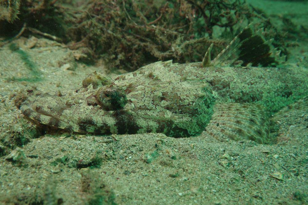 ilustrasi Cymbacephalus parilis (inaturalist.org/alex_h)