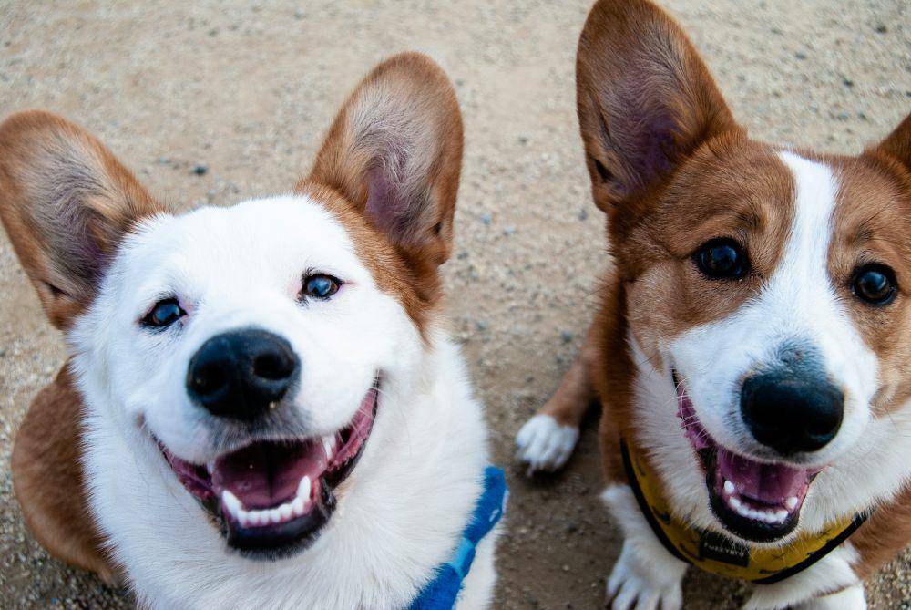 ilustrasi anjing (unsplash.com/gettagottaflow)