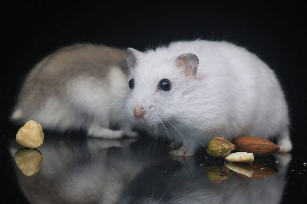 ilustrasi hamster kelompok (pixabay.com/appledeng)