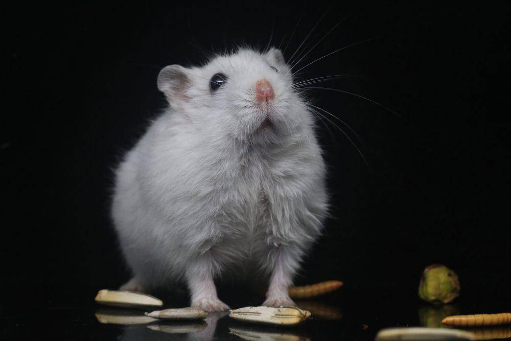 ilustrasi hamster menatap (pixabay.com/appledeng)
