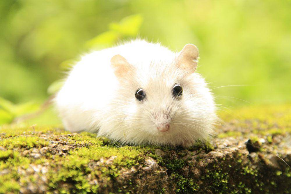 ilustrasi hamster stres (pixabay.com/marcelaarrubla0329)