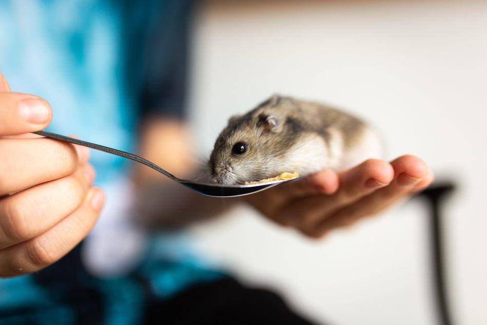 ilustrasi hamster makan (pixabay.com/Cparks)