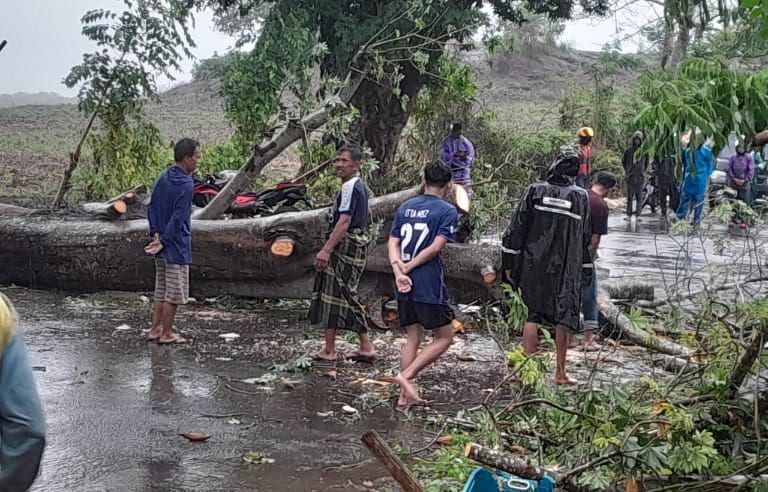 Pengendara Motor di Gowa Tewas Tertimpa Pohon Tumbang