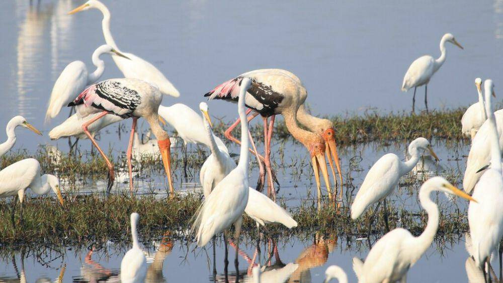 Painted stork