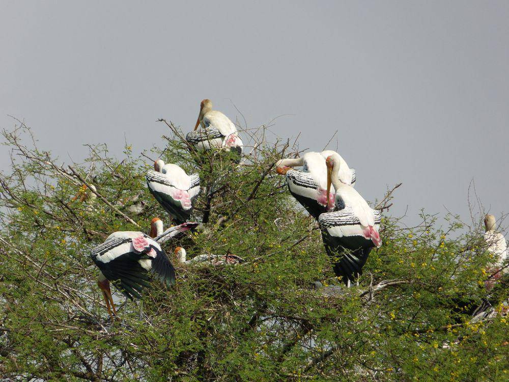 Painted stork