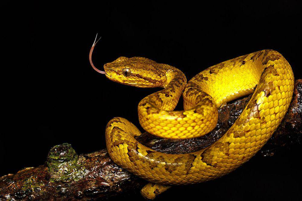 Ular arboreal menggunakan ekornya untuk menyeimbangkan tubuh (commons.wikimedia.org/David V Raju)