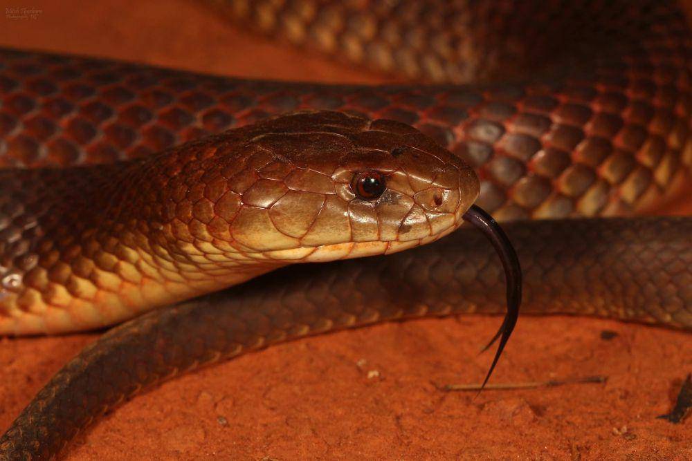 Ular mulga (inaturalist.org/mitchthorburn)