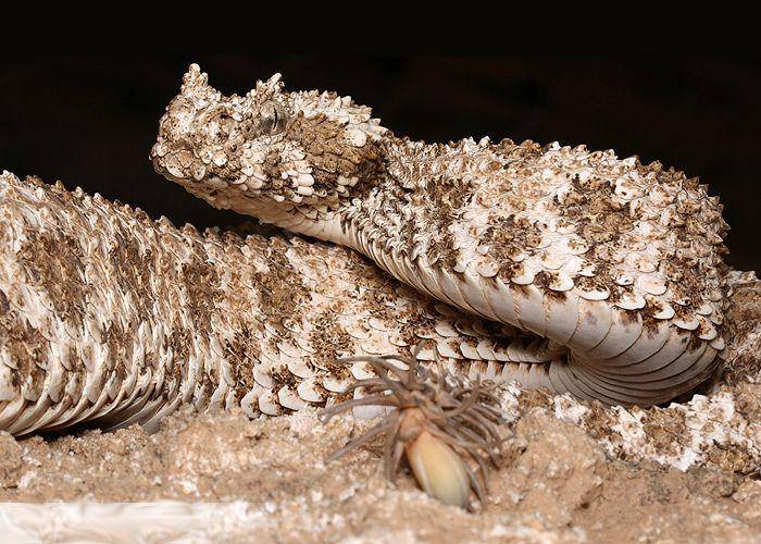 Viper bertanduk ekor laba-laba menggunakan ekornya untuk menarik perhatian mangsa (commons.wikimedia.org/Omid Mozaffari)