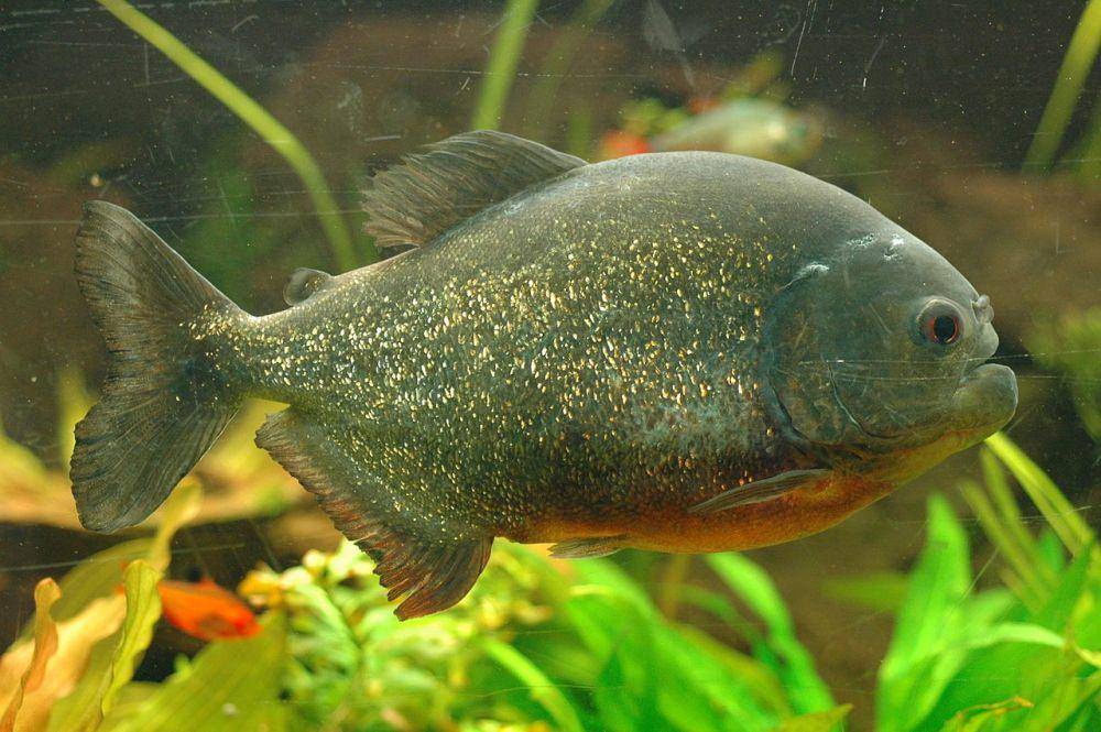 Piranha merah (commons.wikimedia.org/Tino Strauss)