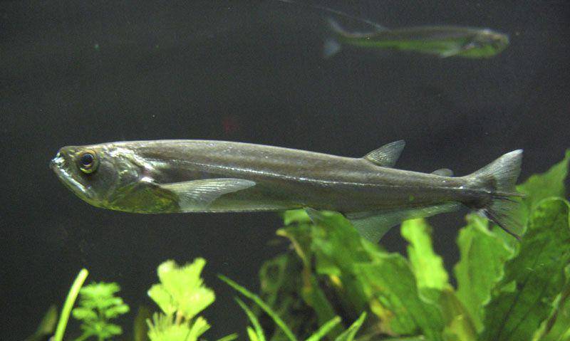 Payara (commons.wikimedia.org/Cholmes75)