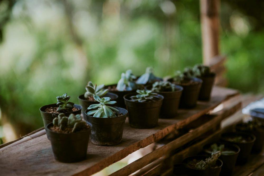 5 Tanaman Hias Mini yang Ideal Ditempatkan di Ruang Terbatas
