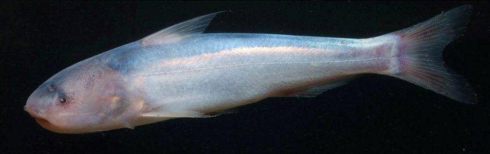 Candiru (commons.wikimedia.org/Jansen Zuanon & Efrem J. G. Ferreira)