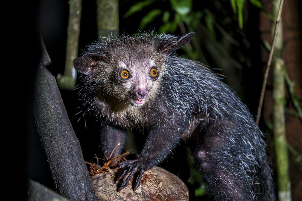 5 Fakta Menarik Aye-aye, Menggunakan Teknik Percussive Foraging!