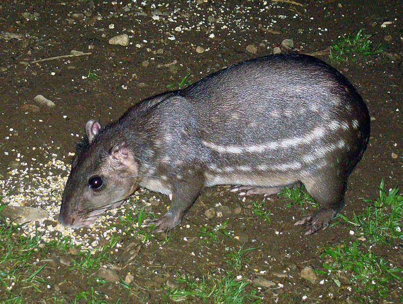 Paca (commons.wikimedia.org/Dick Culbert)