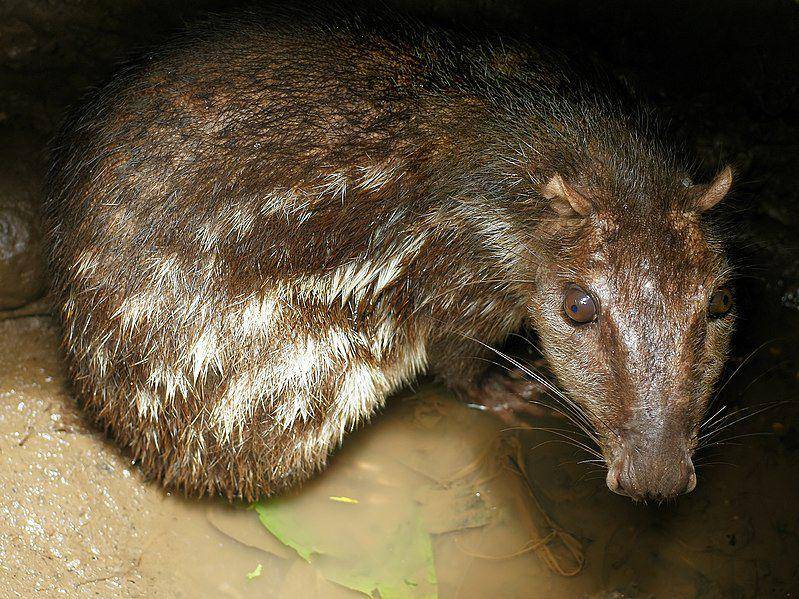 Paca (commons.wikimedia.org/Hans Hillewaert)