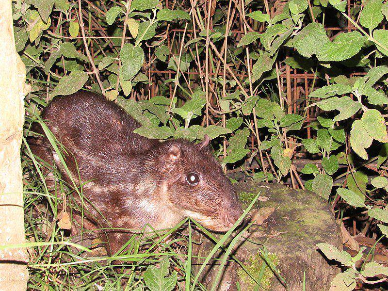 Paca (commons.wikimedia.org/Oliver Angus)
