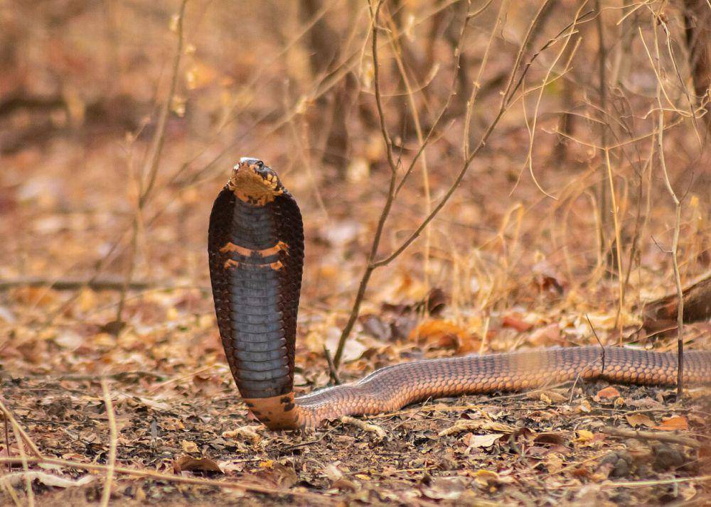 Ular kobra (commons.wikimedia.org/Dotun55)