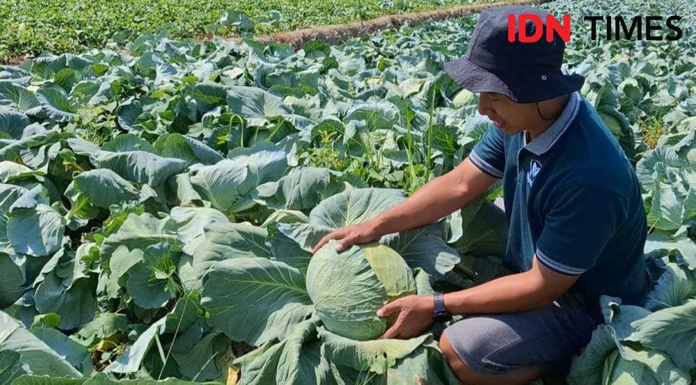 Petani Magetan Desak Pemerintah Tetapkan Harga Acuan Sayur