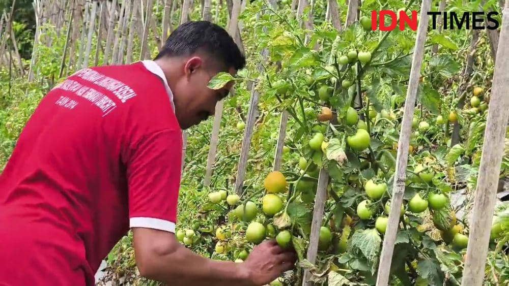 Suraji petani tomat di Kelurahan/ Kecamatan Plaosan tengah memeriksa tanaman diserang hama. IDN Times/ Riyanto.