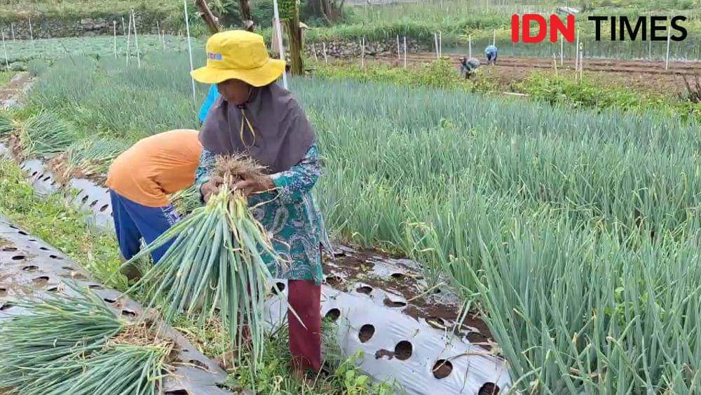 Petani bawang prei di Kelurahan/ Kecamatan Plaosan Magetan. IDN Times/ Riyanto.