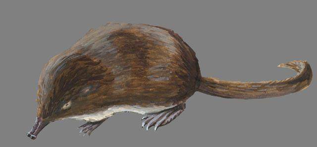 Ilustrasi desman rusia (animaldiversity.org/Michigan Science Art)