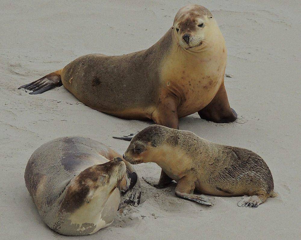 foto singa laut australia (commons.m.wikimedia.org/DiverDave)