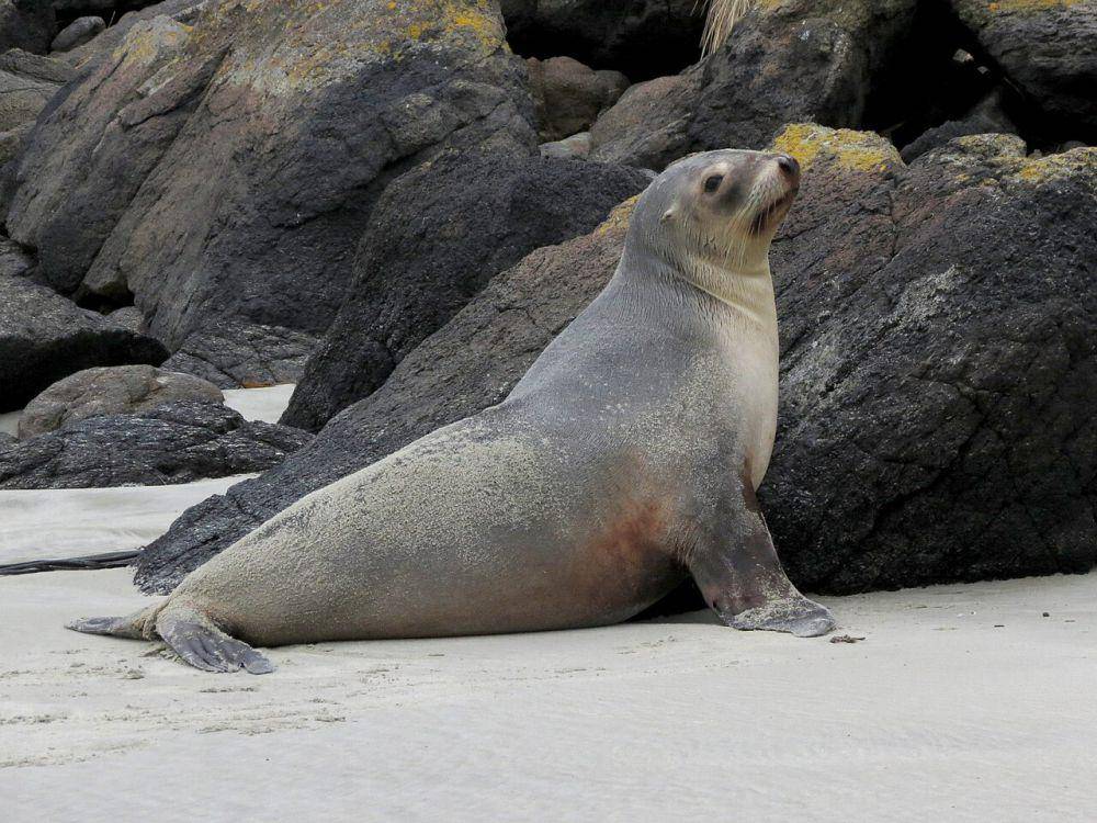 foto singa laut new zealand (commons.m.wikimedia.org/Katja Schulz)