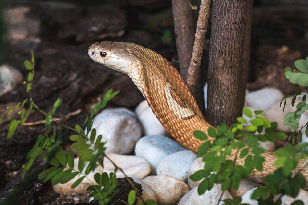 Ular kobra (commons.wikimedia.org/Agência Brasília)