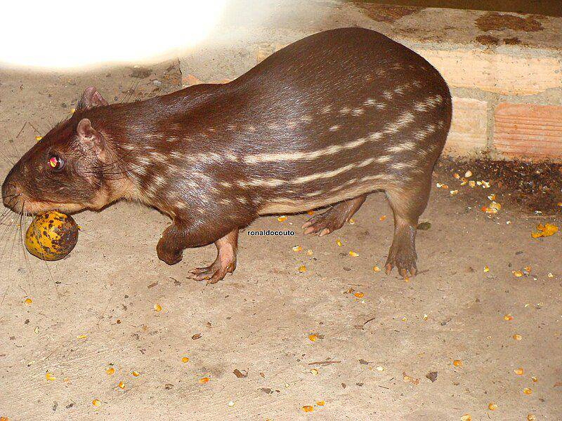 Paca (commons.wikimedia.org/Ronaldo S Couto)